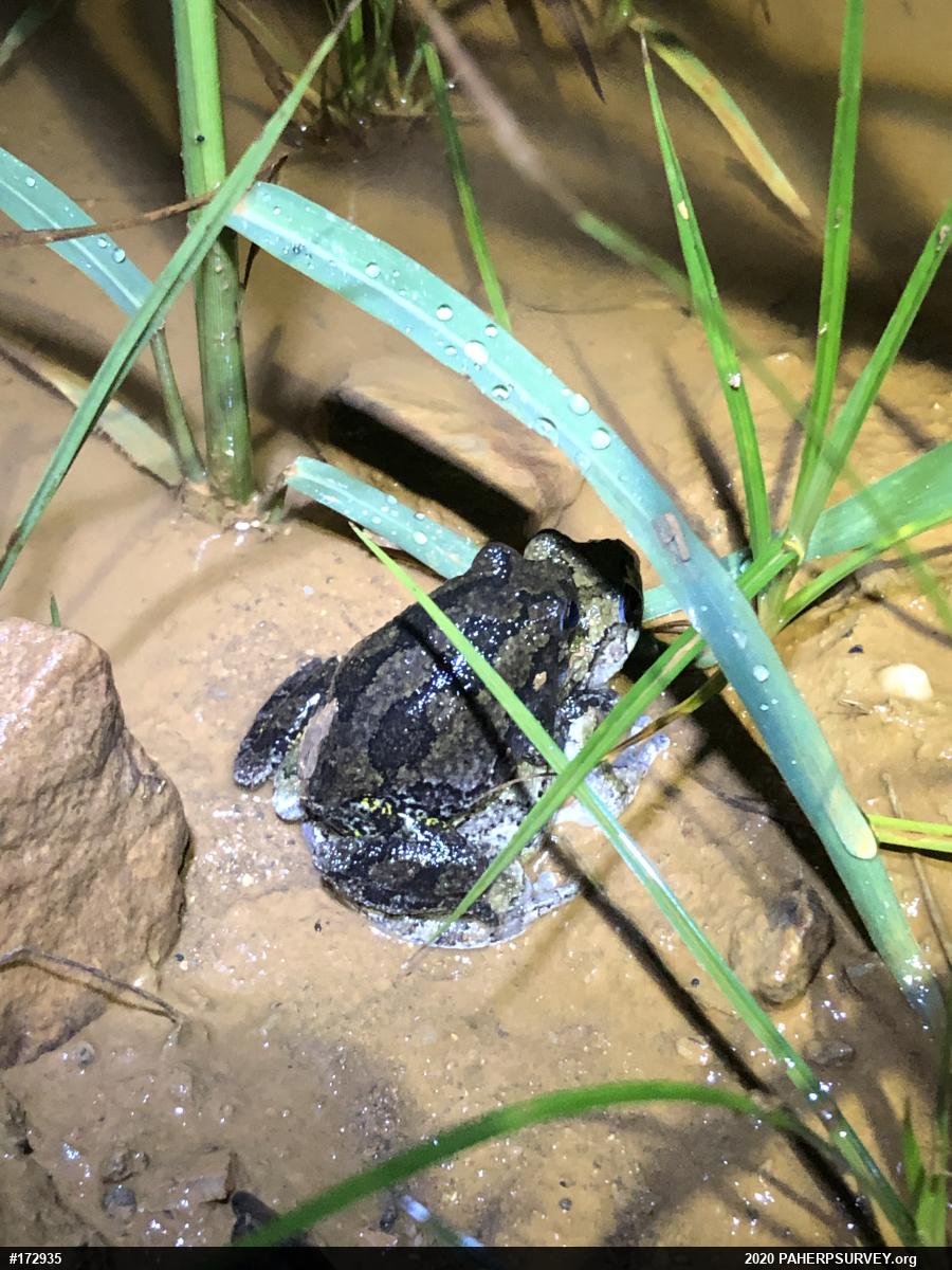 Unknown Gray Treefrog