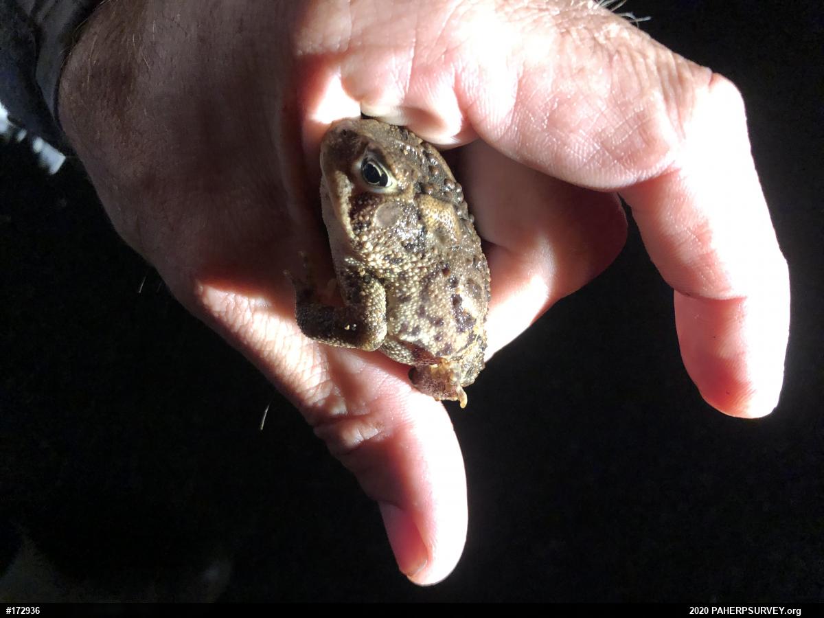 Eastern American Toad
