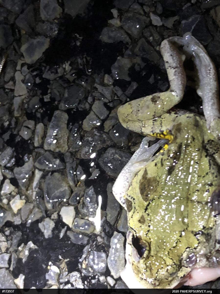 Unknown Gray Treefrog