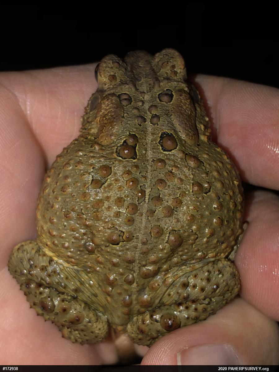 Eastern American Toad