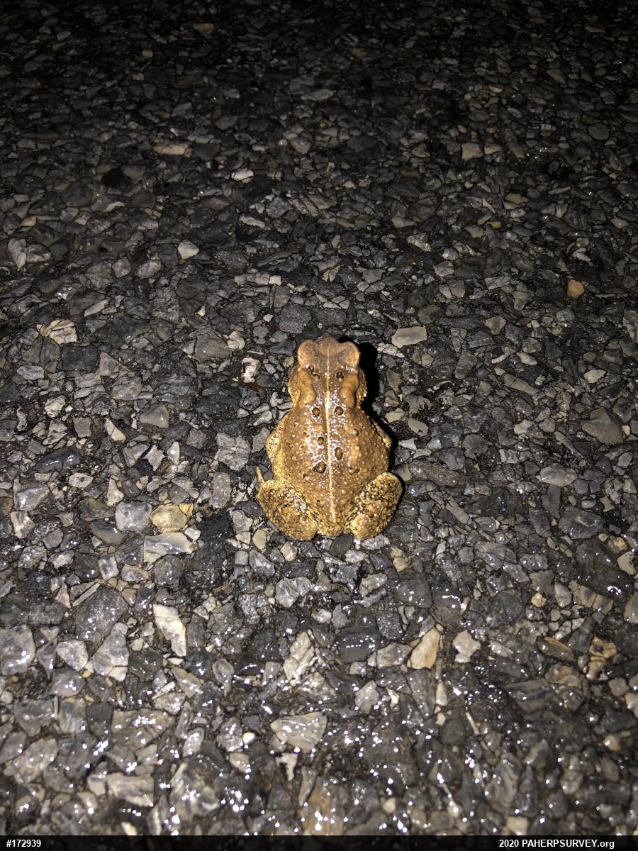 Eastern American Toad
