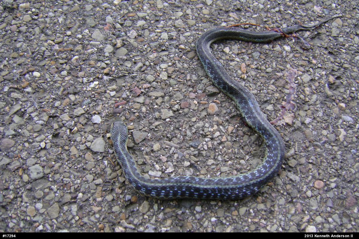 Eastern Gartersnake