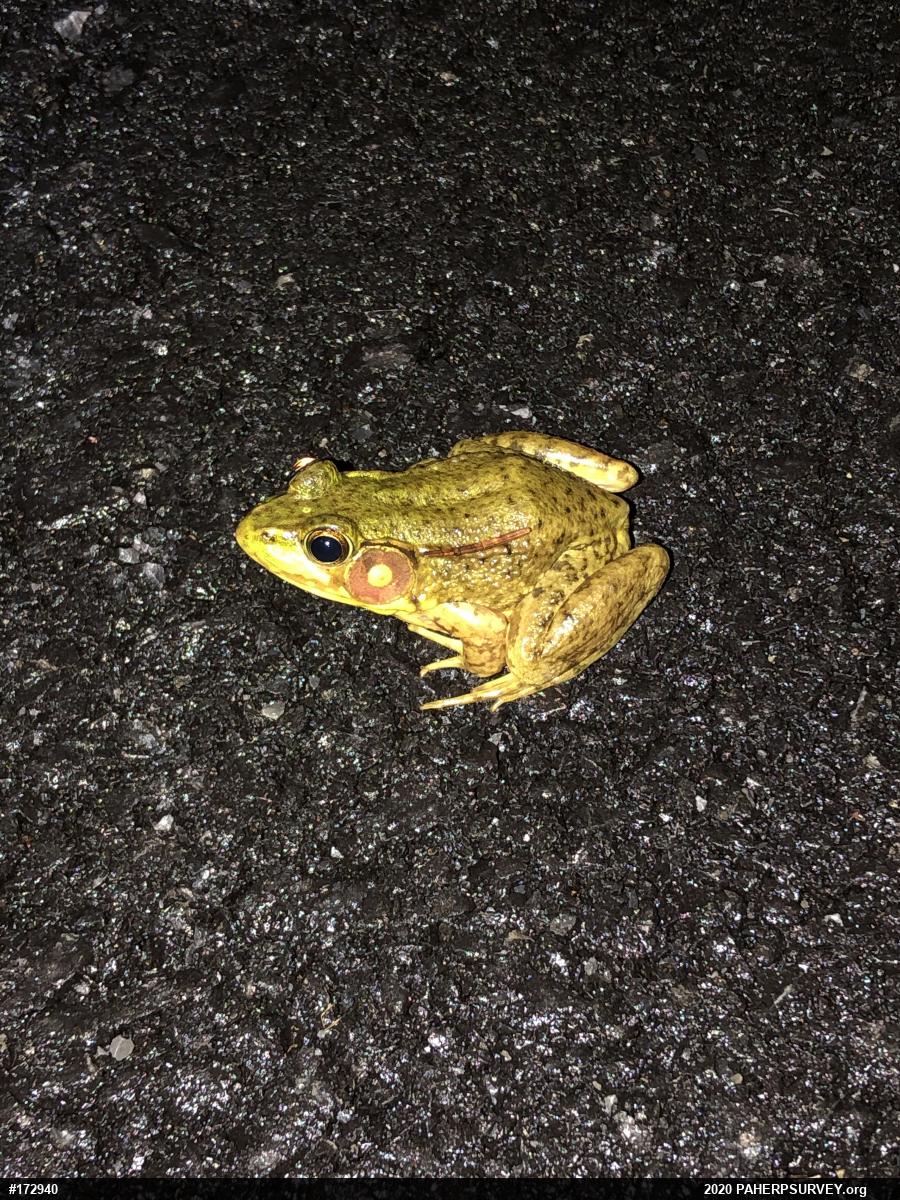 Green Frog