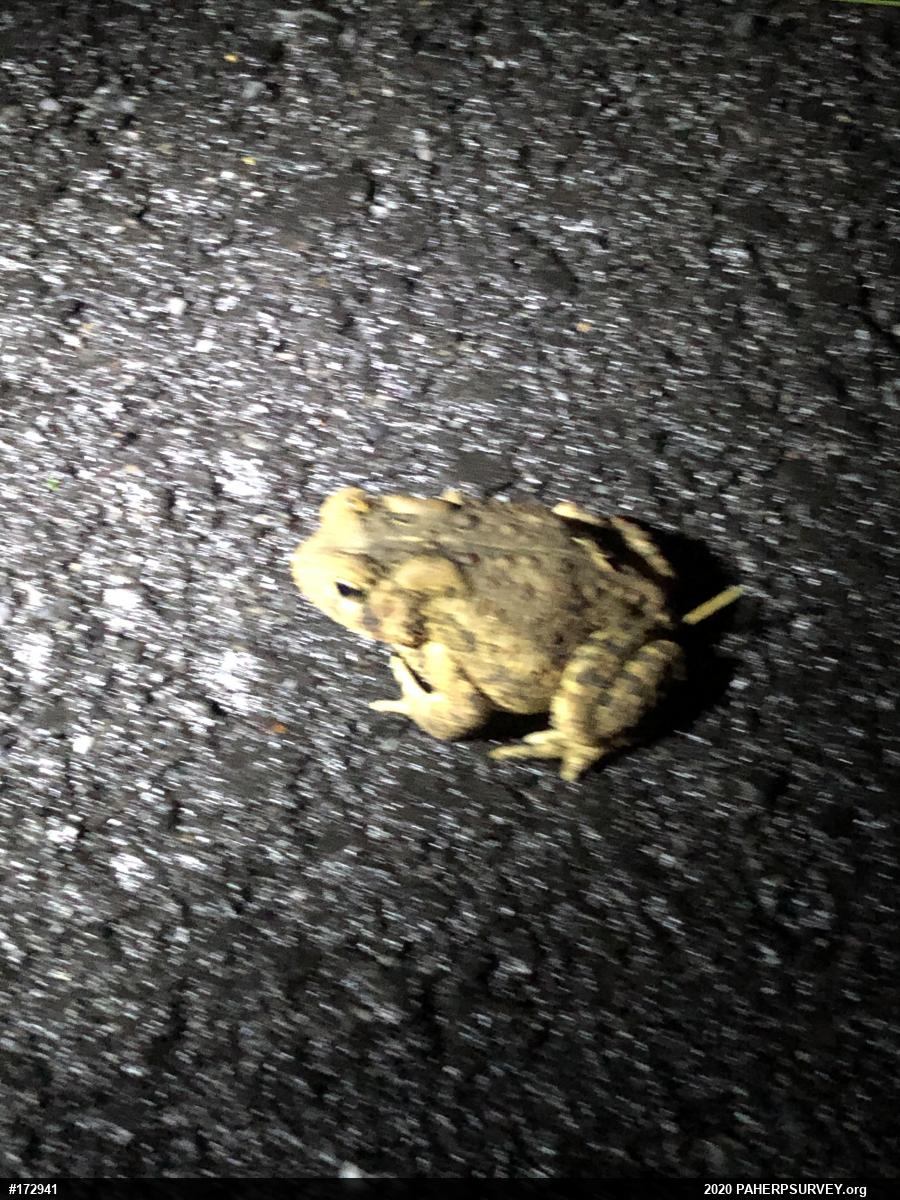 Eastern American Toad