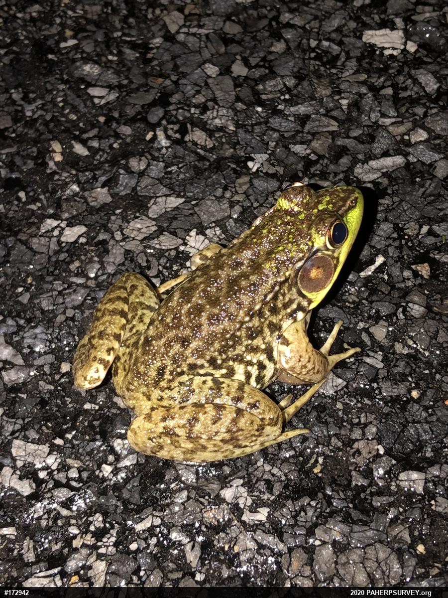 Green Frog