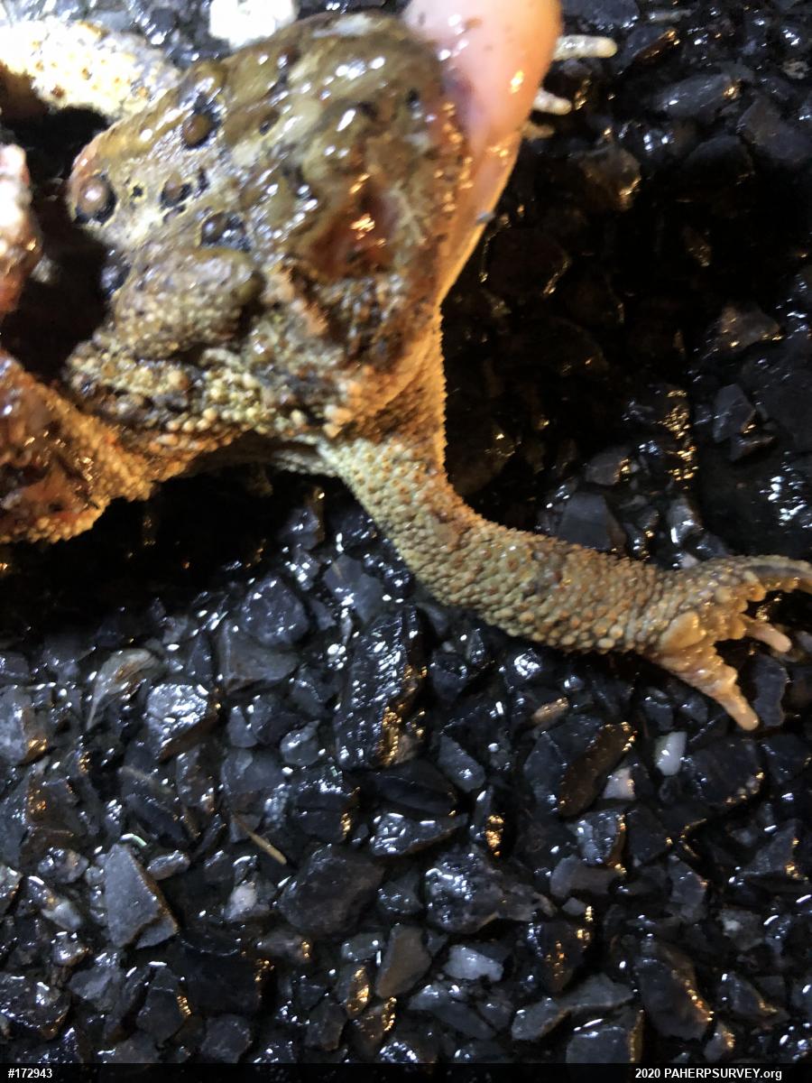 Eastern American Toad