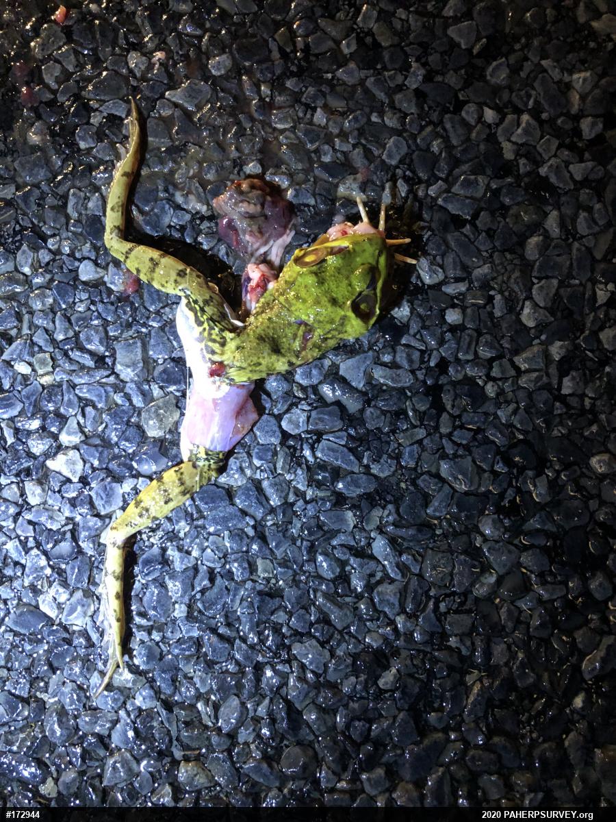 Green Frog