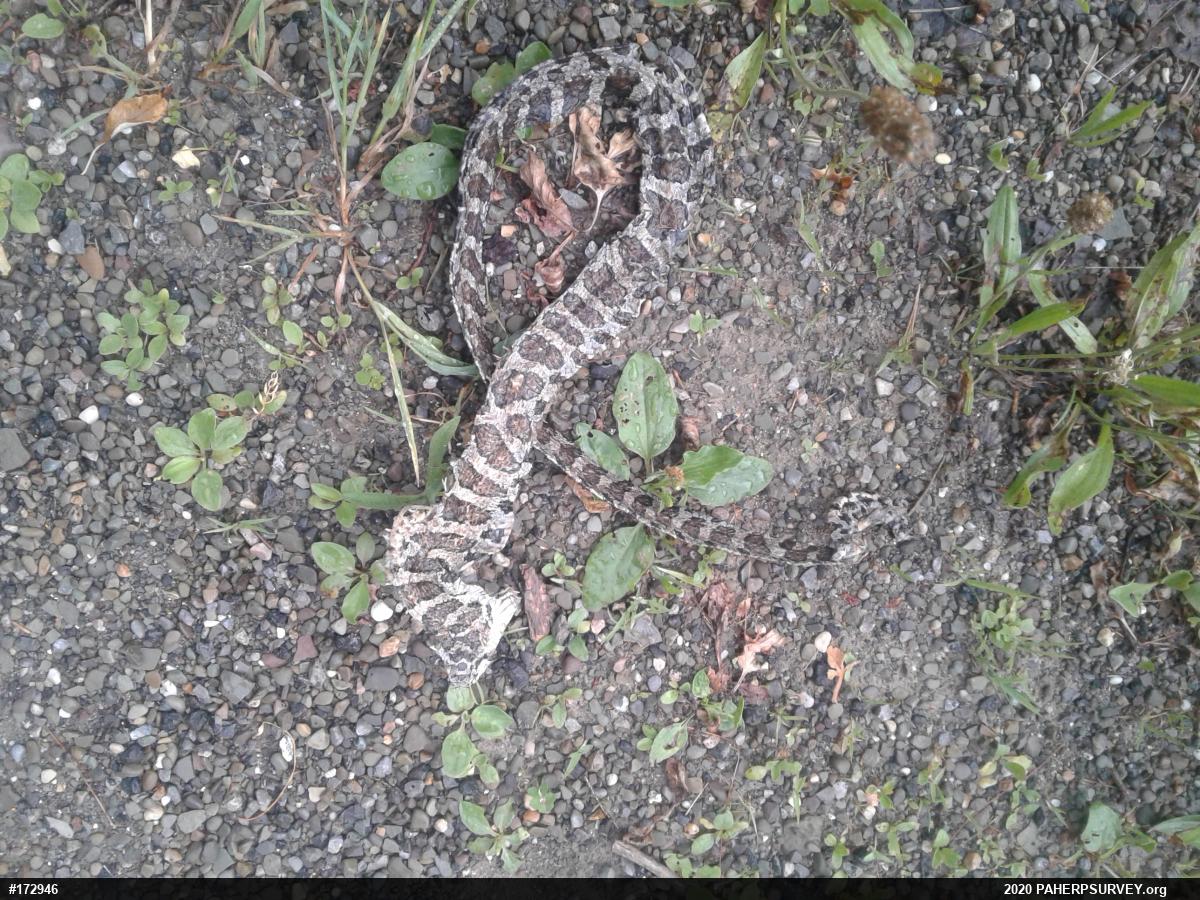 Eastern Milksnake