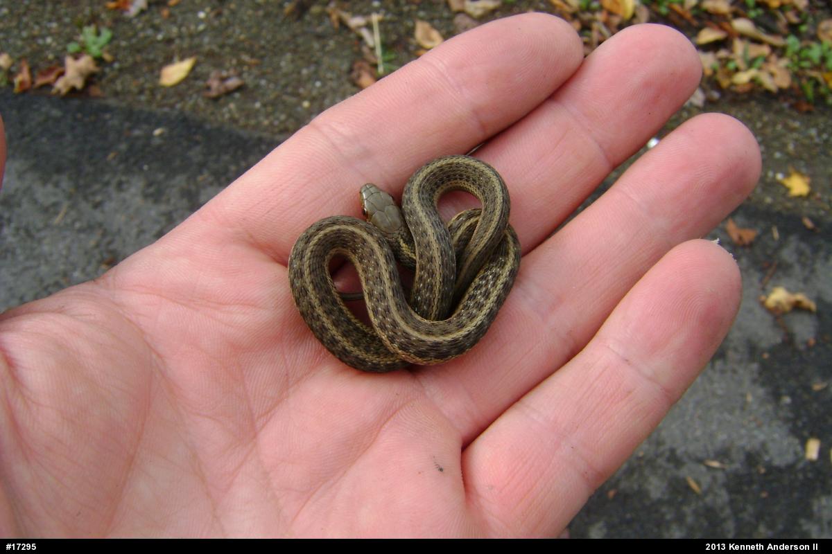 Eastern Gartersnake