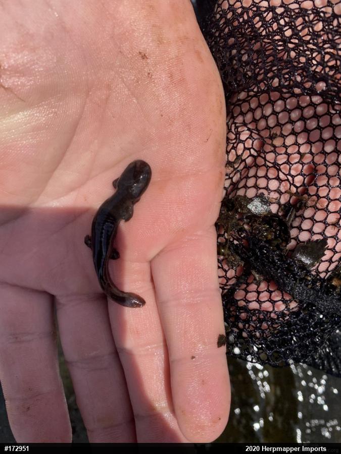 Eastern Hellbender