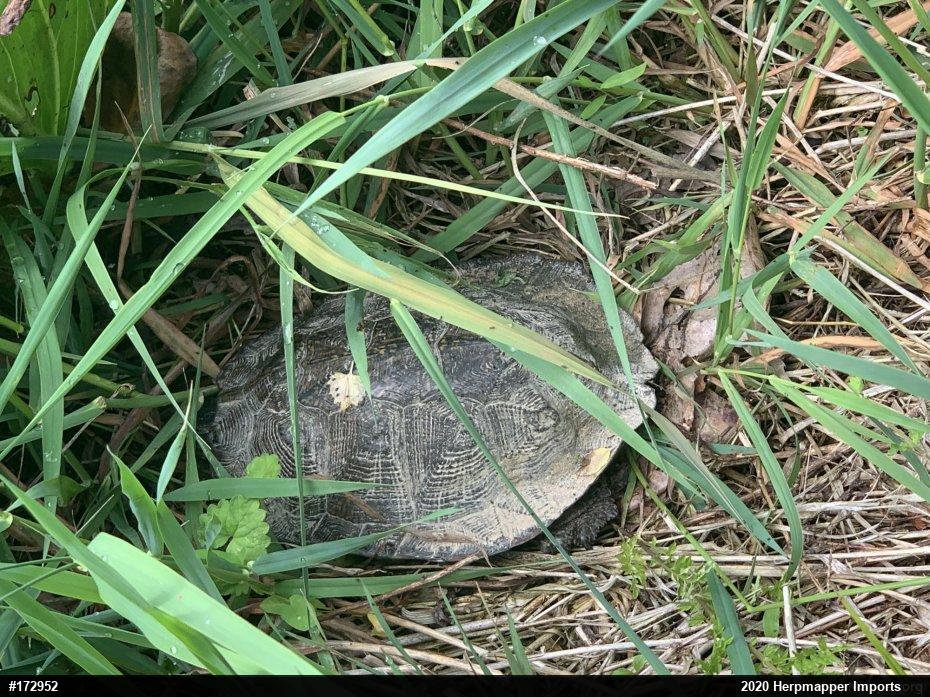 Wood Turtle