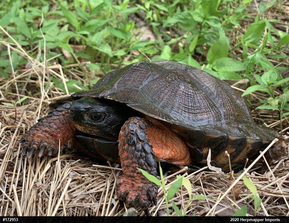 Wood Turtle