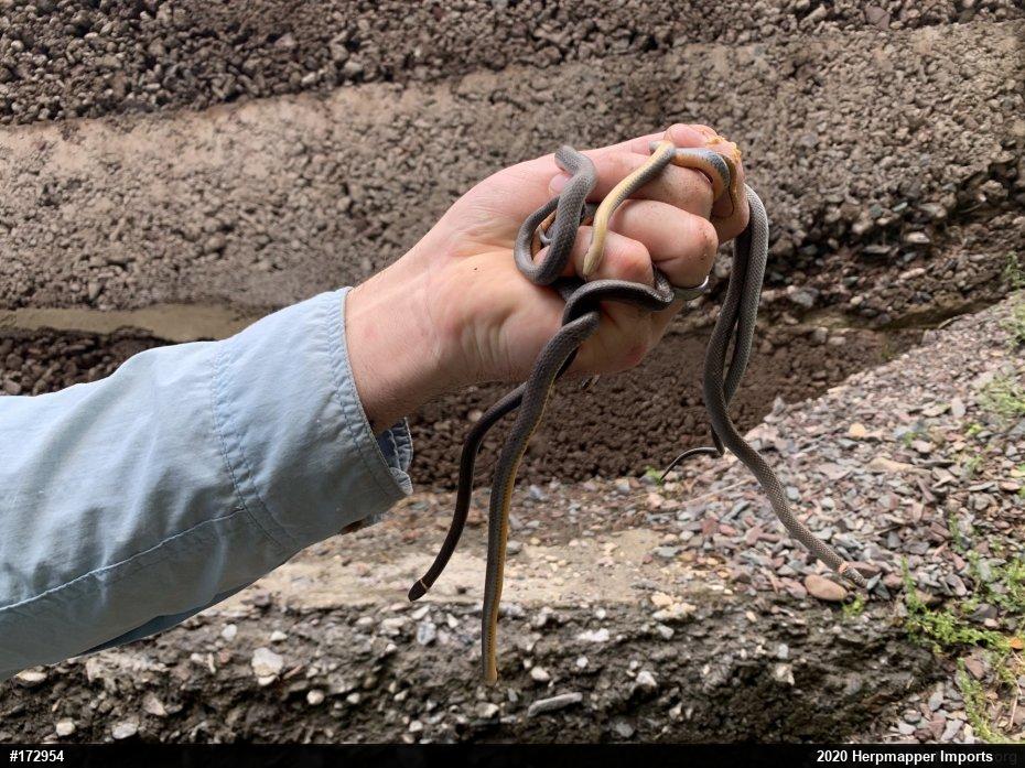 Northern Ring-necked Snake