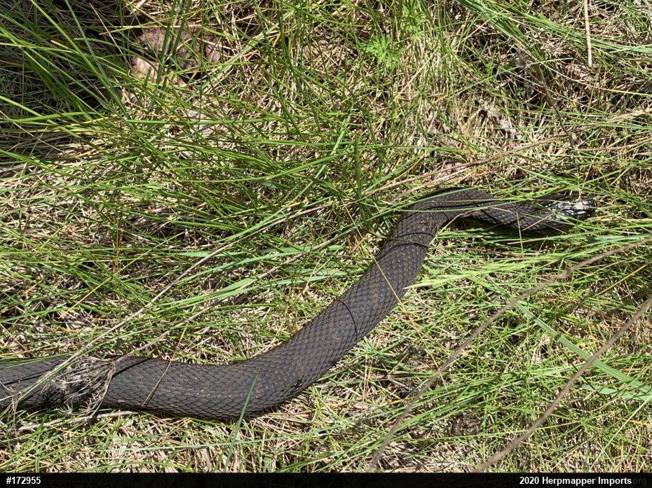 Northern Watersnake