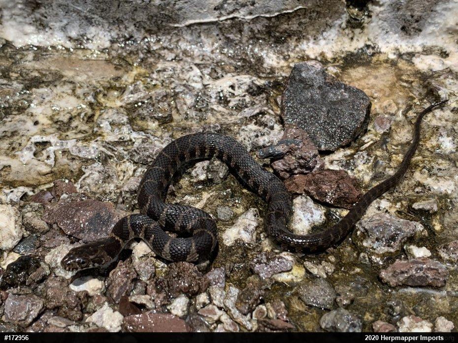 Northern Watersnake