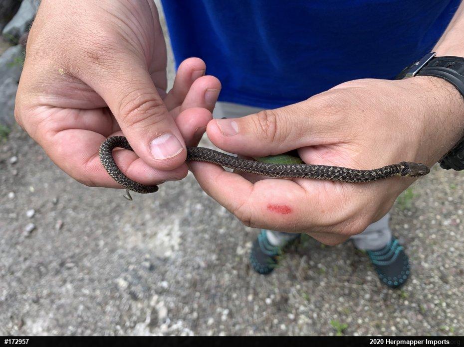Eastern Gartersnake