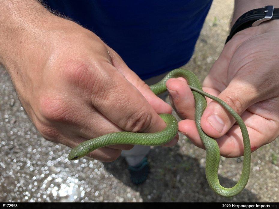 Smooth Greensnake