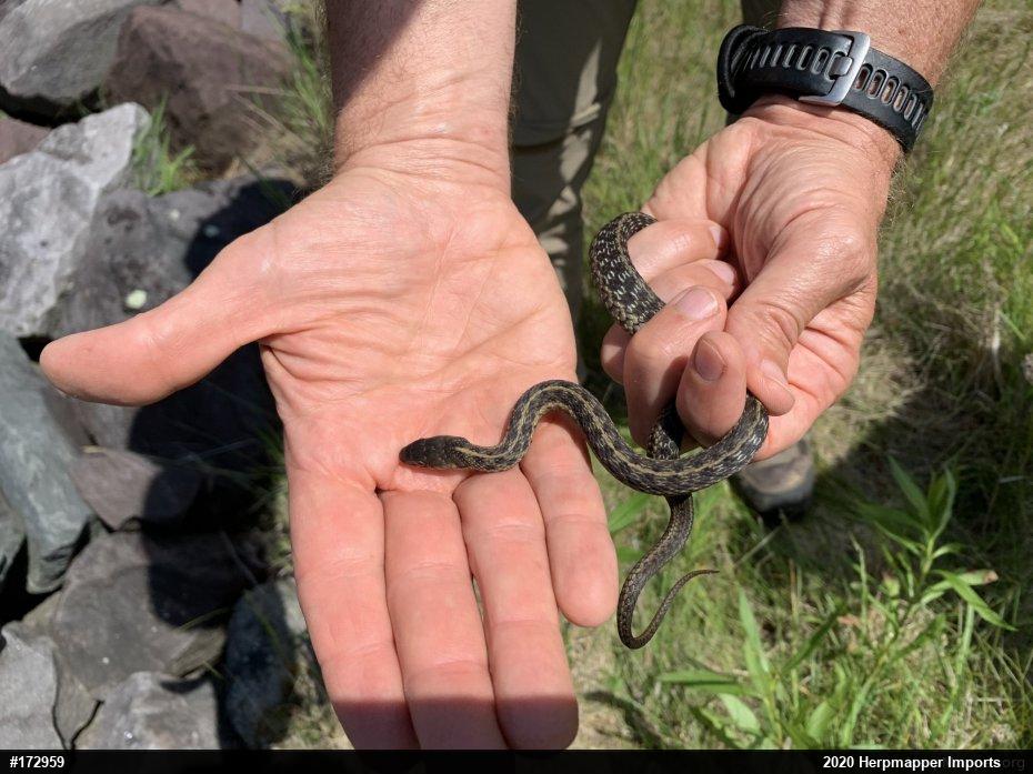 Eastern Gartersnake