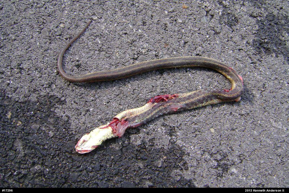 Eastern Gartersnake