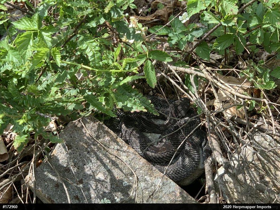 Timber Rattlesnake