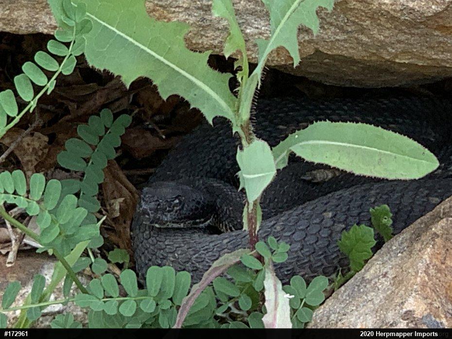 Timber Rattlesnake
