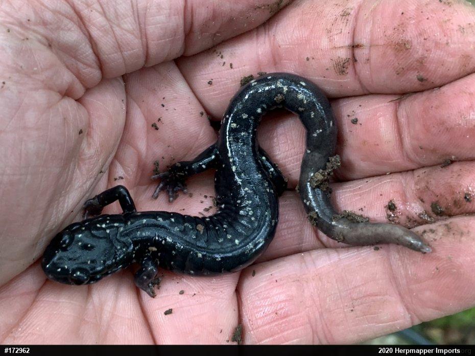 Northern Slimy Salamander
