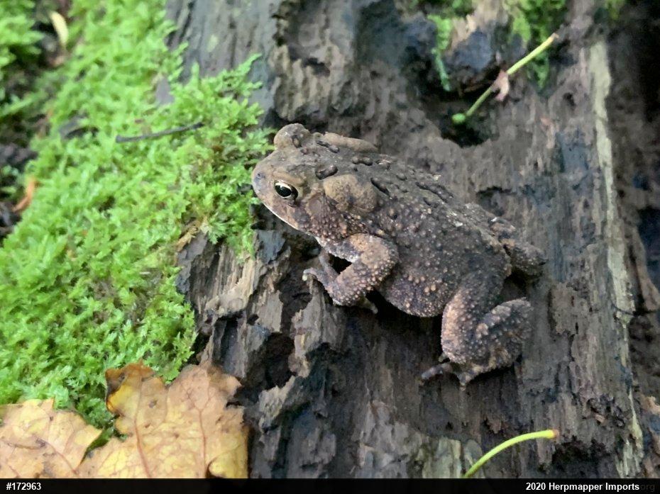 Eastern American Toad