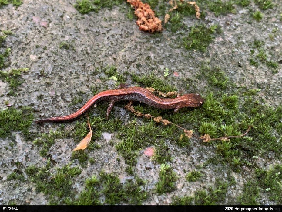 Eastern Red-backed  Salamander
