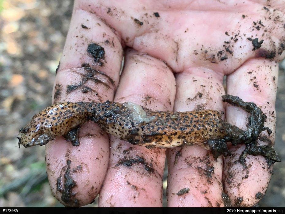 Northern Red Salamander