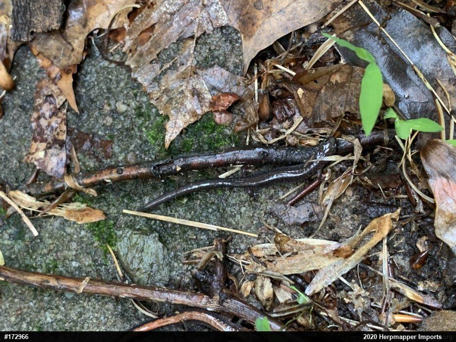 Eastern Red-backed  Salamander