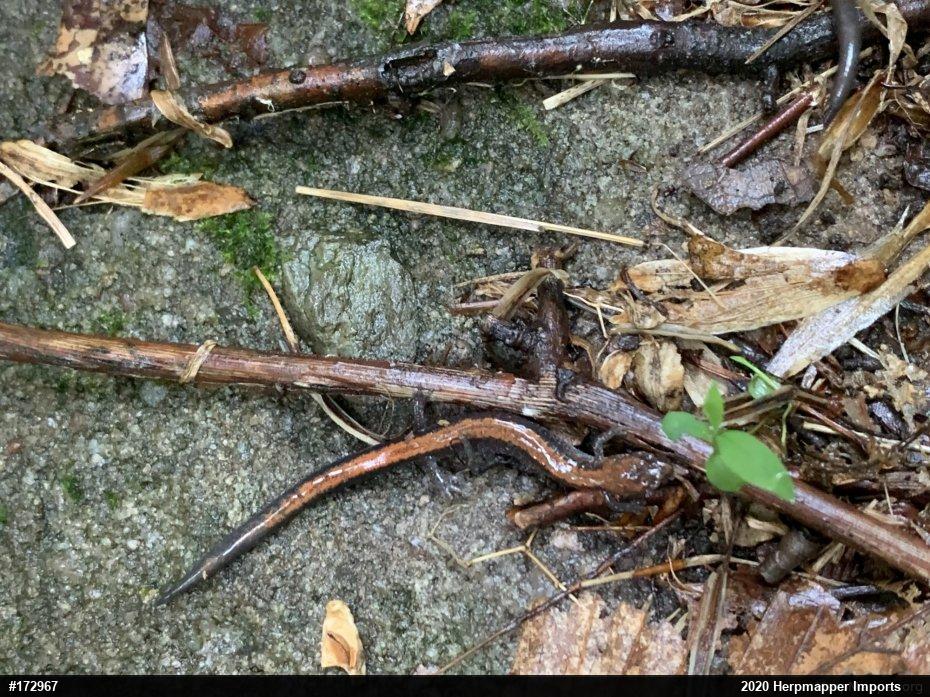 Eastern Red-backed  Salamander