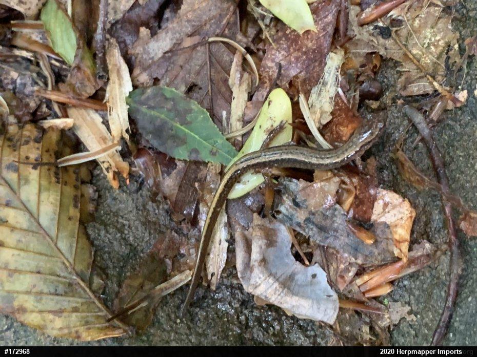 Northern Two-lined Salamander