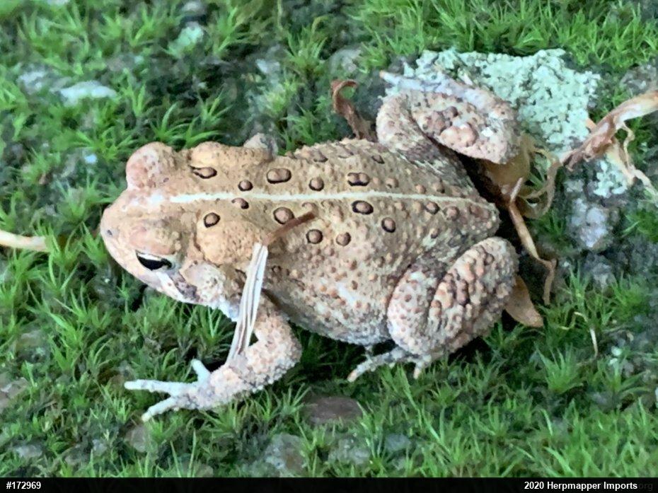 Eastern American Toad