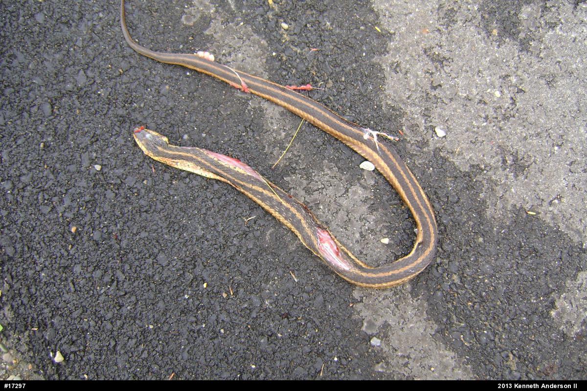 Eastern Gartersnake