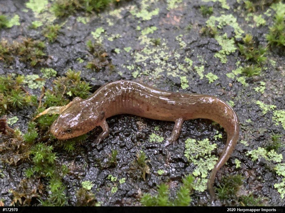 Northern Red Salamander