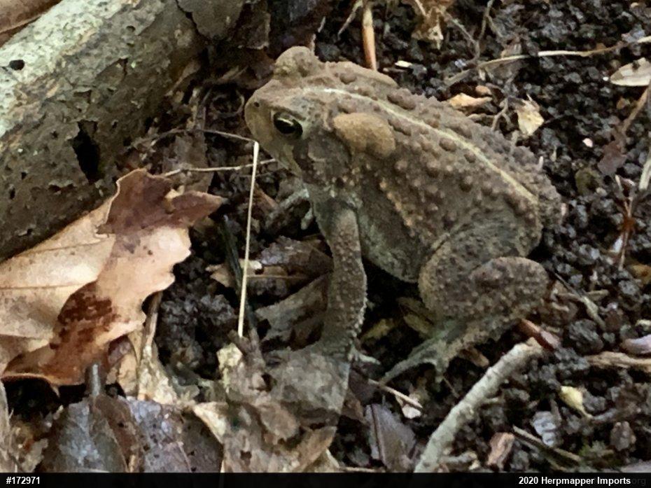 Eastern American Toad