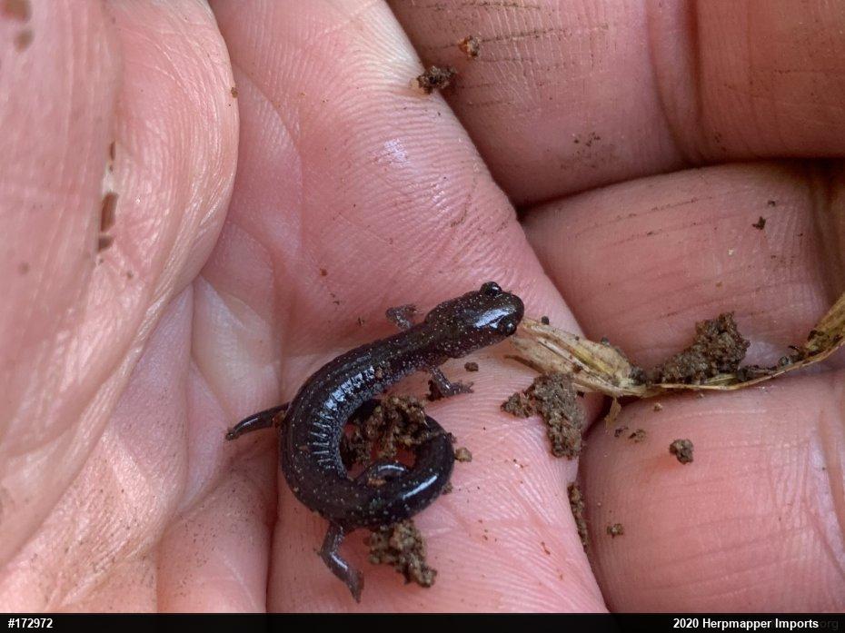 Eastern Red-backed  Salamander