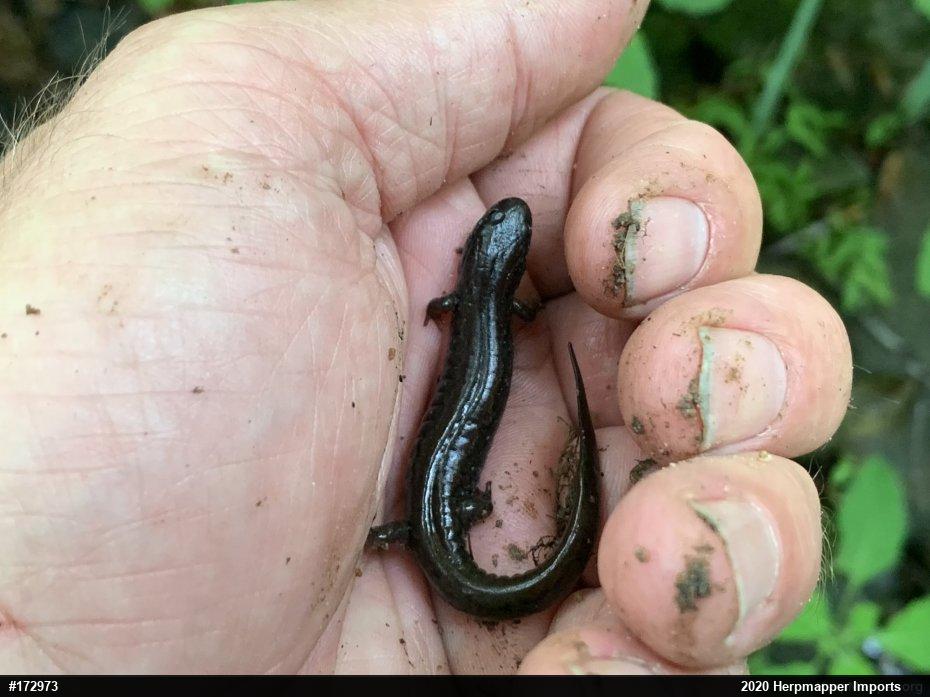 Northern Dusky Salamander