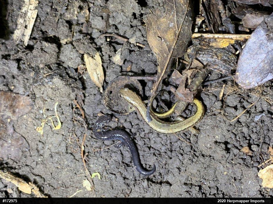 Eastern Red-backed  Salamander