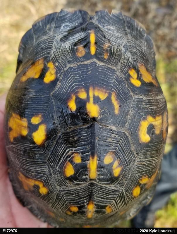 Eastern Box Turtle