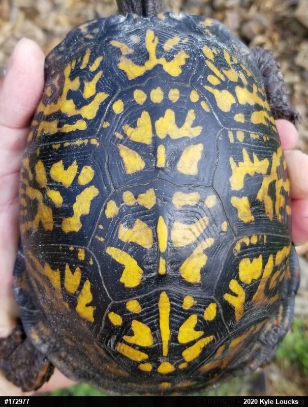 Eastern Box Turtle