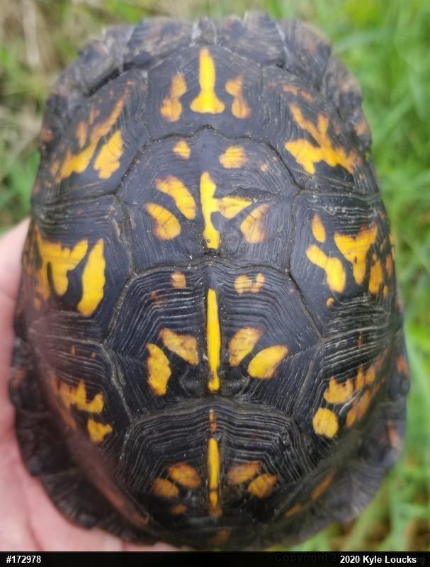 Eastern Box Turtle