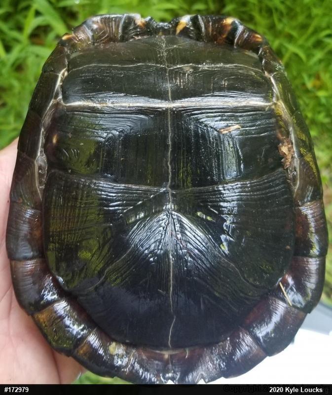 Eastern Box Turtle