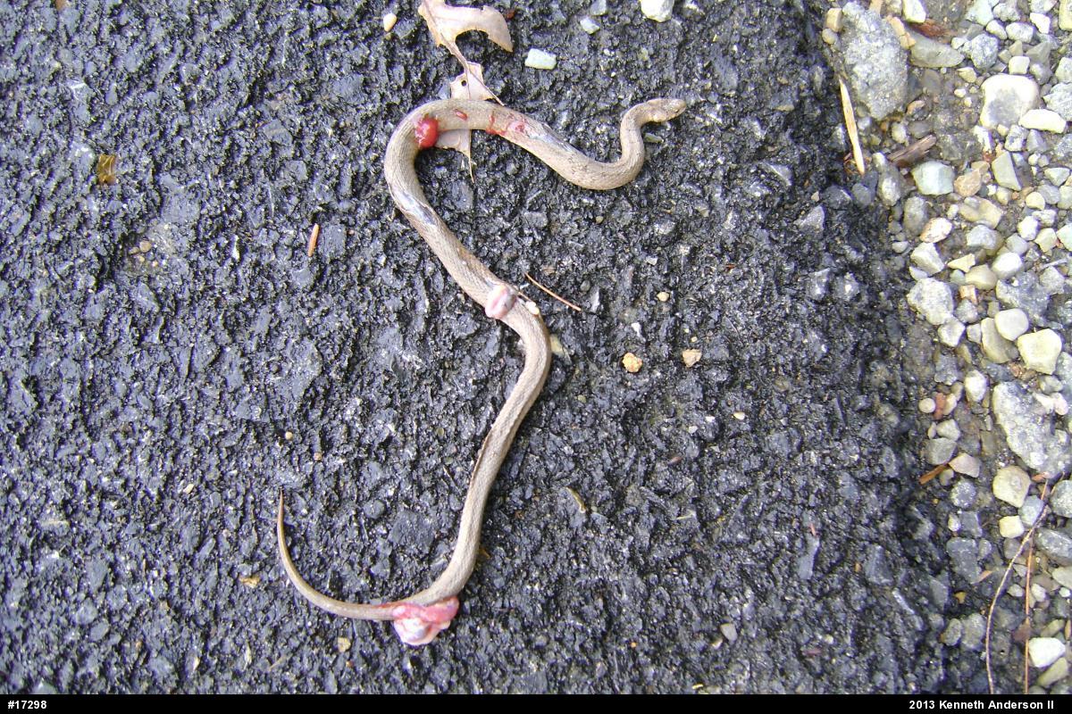 Dekay's Brownsnake