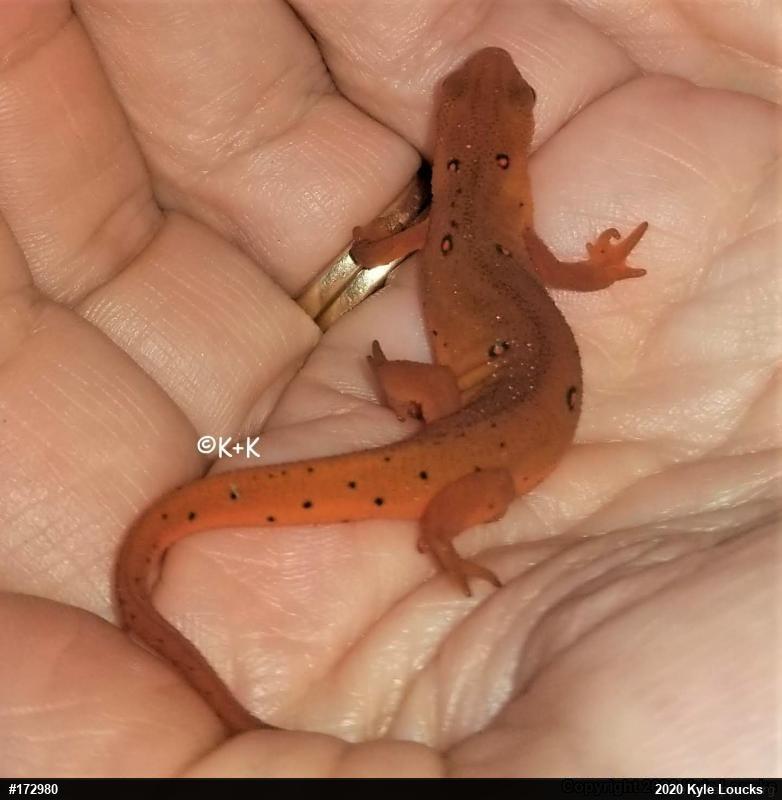 Red-spotted Newt
