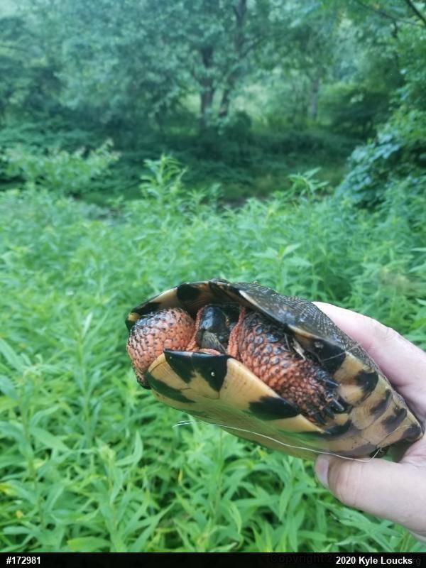 Wood Turtle