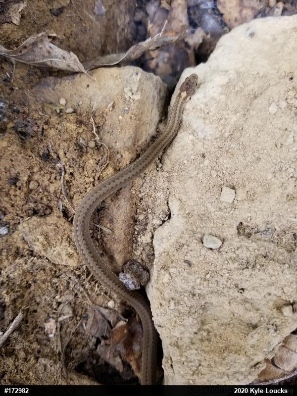 Red-bellied Snake