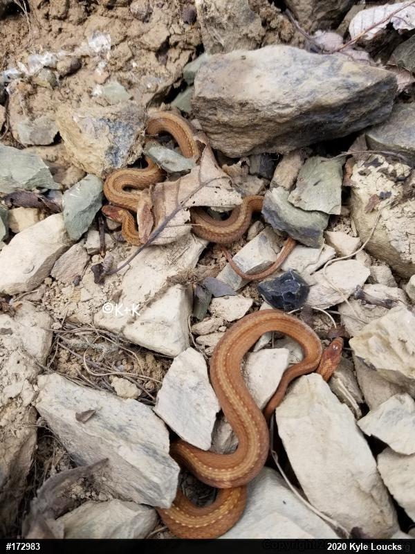 Red-bellied Snake