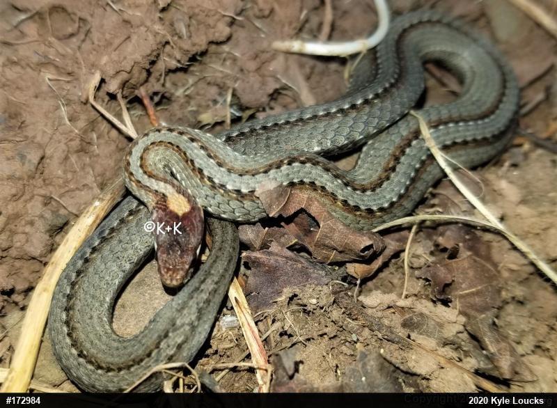 Red-bellied Snake