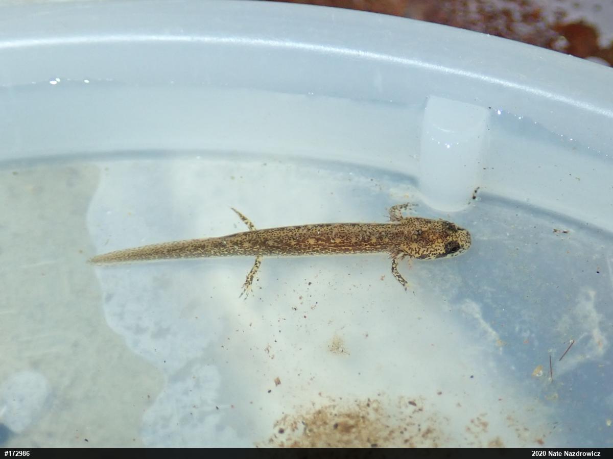 Northern Two-lined Salamander